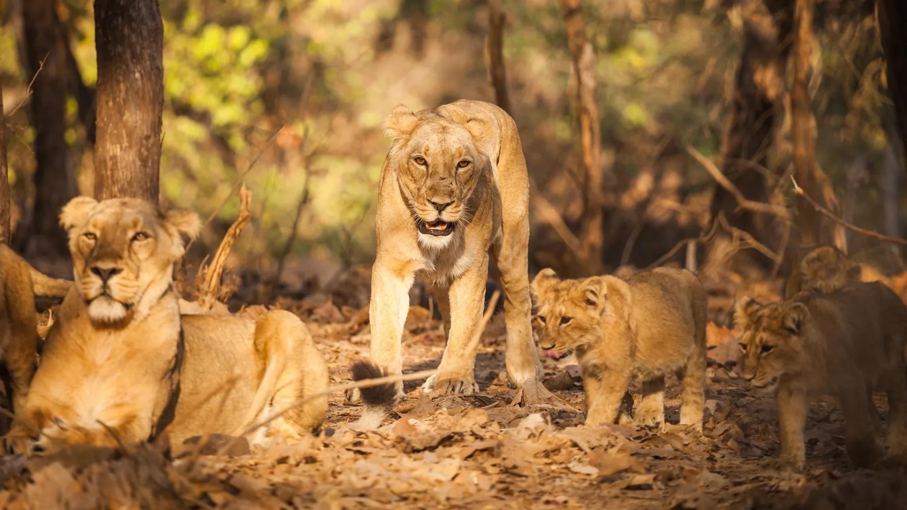 case study on gir national park