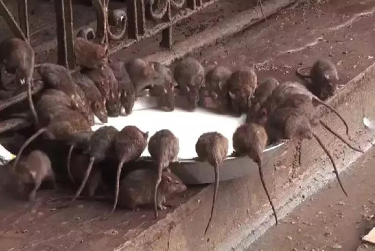 Rajasthan: Temple of Rats