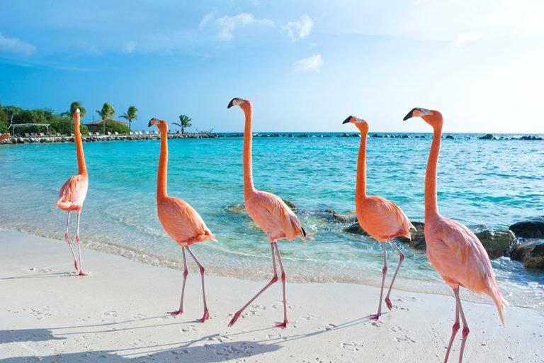 Flamingos bend their legs at the ankle, not the knee