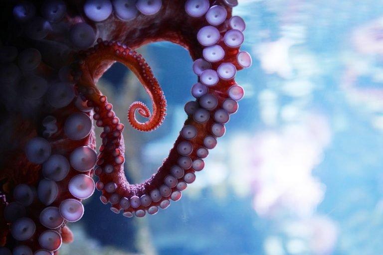 Octopuses have three hearts