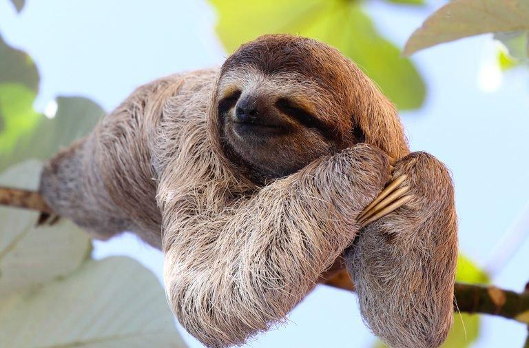 Sloths can hold their breath longer than dolphins can