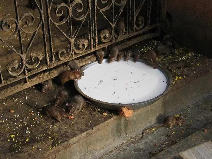 The ‘Holy’ Rat Infested Karni Mata Temple, Rajasthan - Mysterious Place in India 