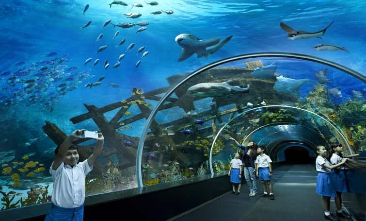 S.E.A Aquarium- Must Visit Attraction in Singapore 