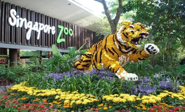 Singapore Zoo- Must Visit Attraction in singapore 