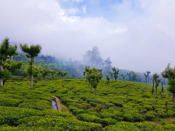 Ooty - Best Road Trip Destination from Bangalore