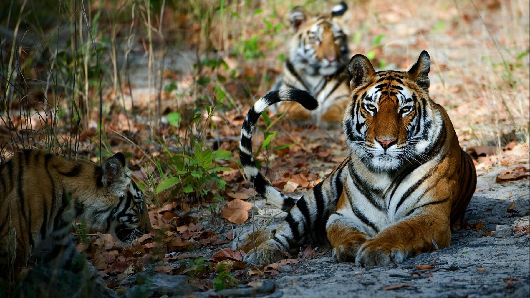 Tigers in Gir National Park